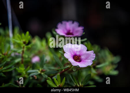 Portulak eine bunte Blume im Garten Stockfoto