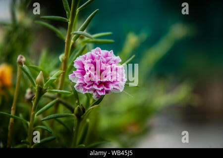 Portulak eine bunte Blume im Garten Stockfoto