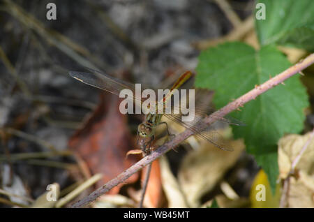 Dragonfly in der Nähe von einem kleinen Bach in der Nuratau Berge, zentralen Usbekistan Stockfoto