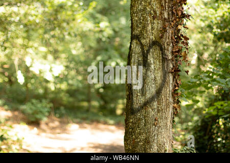 Bemalte Herzen auf Baum am Weg im Wald Stockfoto