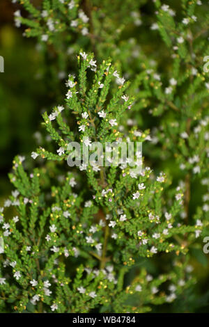 Blumen Oregano Origanum vulgare, auch rosa Blüten von mehrjährigen Oregano im Spätsommer genannt Stockfoto