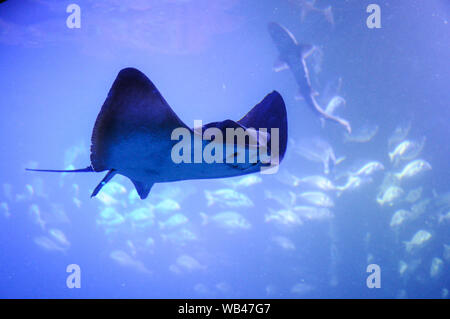 Manta Ray, Sting Ray, Ray bewegt sich in den großen Tank im Aquarium. Stockfoto