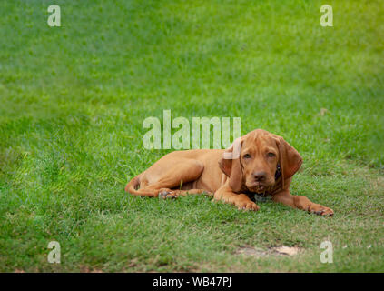 Eine braune Welpen vizsla im Gras liegend bequem nach dem Spielen im Hinterhof Stockfoto