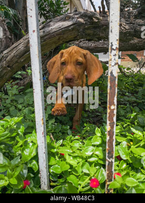 Eine braune Welpen vizsla im Gras bequem nach dem Spielen im Hinterhof Stockfoto