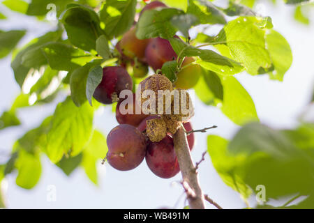 Schimmelige Pflaumen auf Baum, mit Pilzerkrankungen monilinia fructicola oder Braun Rot angesteckt. Unscharfer Hintergrund. Stockfoto