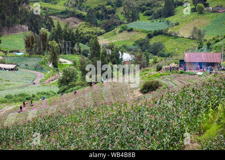 Die Landwirte ernten Kartoffeln auf Ackerland im Departement Boyacá in Kolumbien Stockfoto