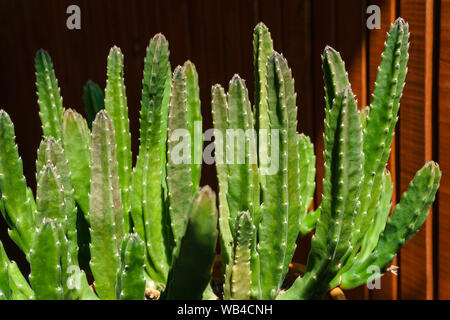 Hell erleuchtet von der Sonne Zimmerpflanze saftige Stapelia grandiflora oder gettleffii in einem Blumentopf gegen einen dunklen Zimmer Stockfoto