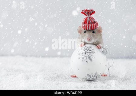 Ratte im Winter hat die Glaskugel Dekoration Stockfoto