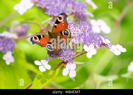 Tagpfauenauge auf Hydrangea aspera Villosa 'Gruppe' Stockfoto