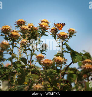 Die bemalte Lady Butterfly, Vanessa cardui, Fütterung, auf einer Silberdistel Carlina vulgarisms, Dungeness Naturschutzgebiet, Kent, England. 20. August 2019 Stockfoto