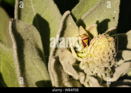 Der Ginster Shield Bug, Piezodorus lituratus, auf gemeinsame Königskerze, Molène thapsus in Dungeness Naturschutzgebiet, Kent, England. 20. August 2019 Stockfoto