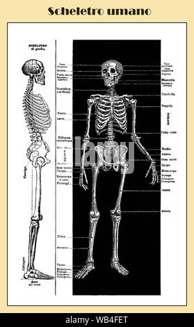 Anatomie, menschliche Knochen komplette Skelettstruktur vordere und seitliche mit Italienischen anatomischen Beschreibungen Stockfoto