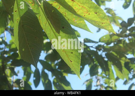 In der Nähe von kleinen, hellgrünen Blätter vor dem Rest der Baum im Garten an einem sonnigen Tag Stockfoto