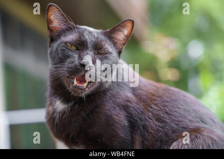 Schwarze Katze thai Portrait und gelbe Augen Blick auf etwas auf Natur Hintergrund. Stockfoto