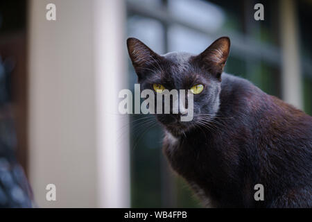 Schwarze Katze thai Portrait und gelbe Augen Blick auf etwas auf Natur Hintergrund. Stockfoto