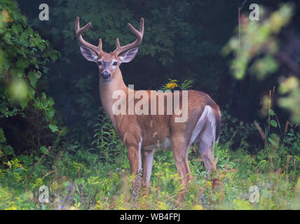 Weißschwanzbock (Odocoileus virginianus) Mit Samtgeweih im frühen Morgenlicht im Sommer In Kanada Stockfoto