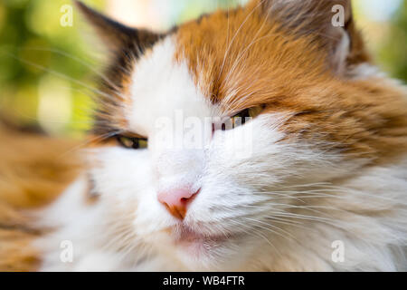 Ingwer und weiße Katze schläft auf der Bank im Freien. Sterilisation von Katzen. close-up Foto. 3-farbige Katze liegt auf einer Bank. Weißer Ingwer braune Katze s Stockfoto