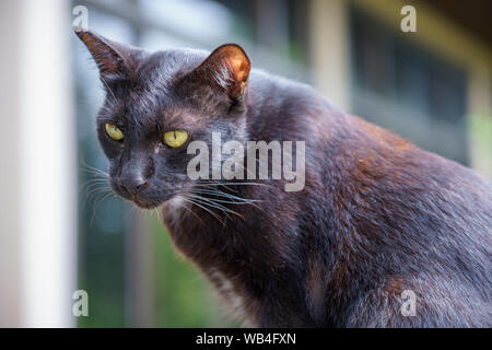 Schwarze Katze thai Portrait und gelbe Augen Blick auf etwas auf Natur Hintergrund. Stockfoto