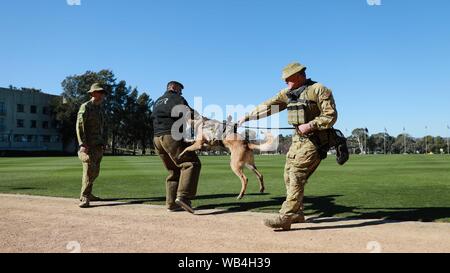 Canberra. 24 Aug, 2019. Foto am 12.08.24, 2019 zeigt eine Armee hund Anzeige während des Tages der offenen Tür der Australian Defence Force Academy (ADFA) in Canberra, Australien. Der jährliche Tag der offenen Tür der ADFA wurde hier am Samstag mit einer Reihe von wird angezeigt. Credit: Chu Chen/Xinhua Stockfoto