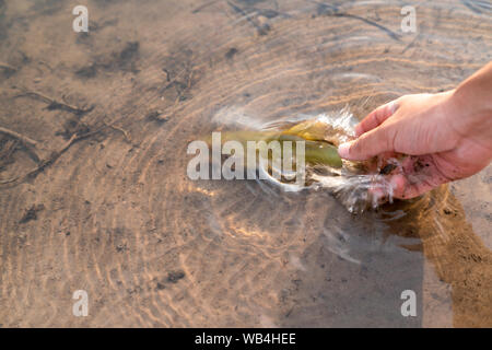 Fischer holding Fisch, Fisch zurück zum See, Angeln Wettbewerb. Stockfoto