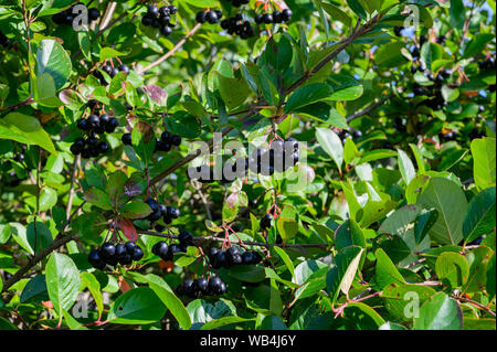 Reif Aronia Beeren auf einem Busch an einem sonnigen Tag Stockfoto