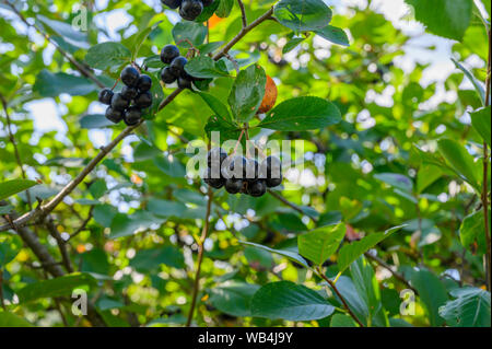 Reif Aronia Beeren auf einem Busch an einem sonnigen Tag Stockfoto