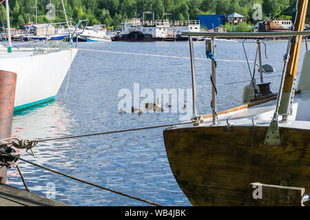 Ente mit einer Brut Entenküken unter günstig chartern Schiffe im Hafen schwimmen Stockfoto