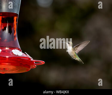 Ruby-throated hummingbird Fliegen, Schweben, und das Essen an Hinterhof Kolibrizufuhr Stockfoto