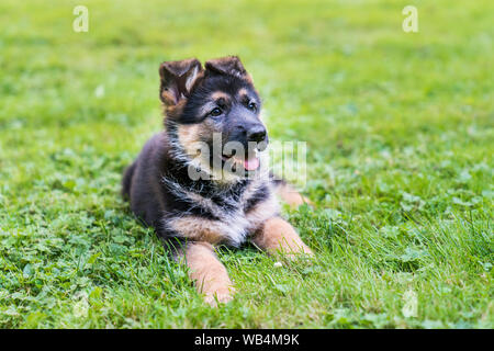 Deutscher Schäferhund Welpen genießen sitzen im Gras an einem sonnigen Tag. Stockfoto