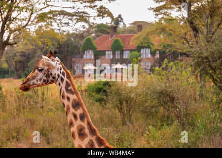 Die Giraffe Center in der Nähe von Nairobi, Kenia Stockfoto