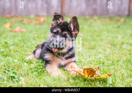 Deutscher Schäferhund Welpen ihre Zunge heraus, sitzen in Hof. Stockfoto