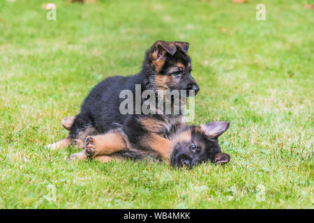 Zwei Deutsche Schäferhund Welpen spielen im Garten an einem sonnigen Tag. Stockfoto