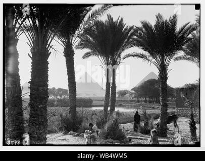 Ägypten. Arten & Landwirtschaft. Mais Felder und Palmenhaine (Pyramiden durch Palmen gesehen) Abstract / Medium: G. Eric und Edith Matson Fotosammlung Stockfoto