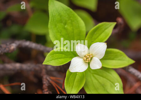 Bunchberry Blume Blüte im Hochsommer an den Banff National Park, Alberta, Kanada Stockfoto