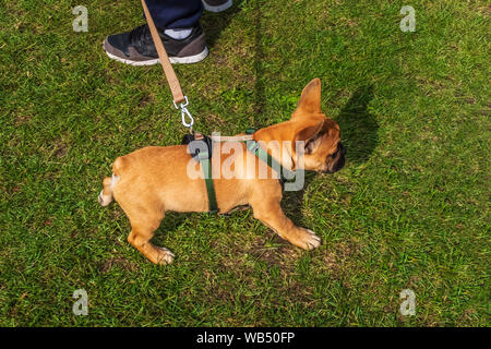 Französische Bulldogge Welpen an der Leine oder Leine und Kabelbaum. Von oben Sehen. Er ist auf Gras an einem sonnigen Tag. Er ist eine Farbe, die in der Regel eine Rote genannt. Stockfoto