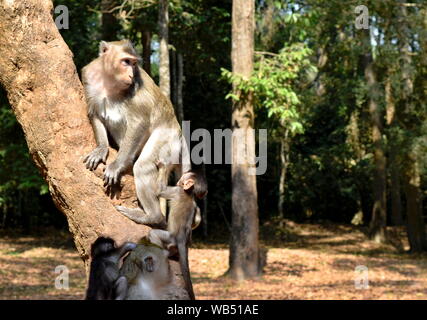 Familie von Long-tailed Makaken Kletterbaum im Dschungel Angkor, Kambodscha Stockfoto