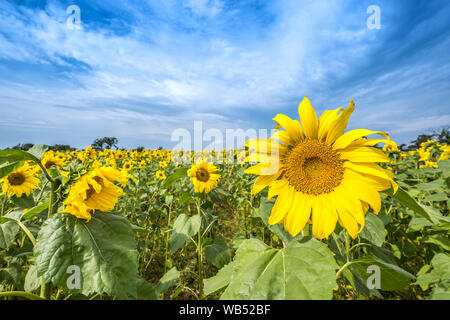 Sonnenblumenfelder Portglenone Nordirland Stockfoto