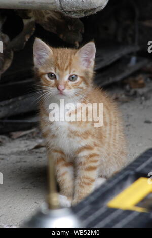 Mein kleiner Kater namens Lughaidah wie ein Kätzchen, als er 6 Wochen alt war Stockfoto