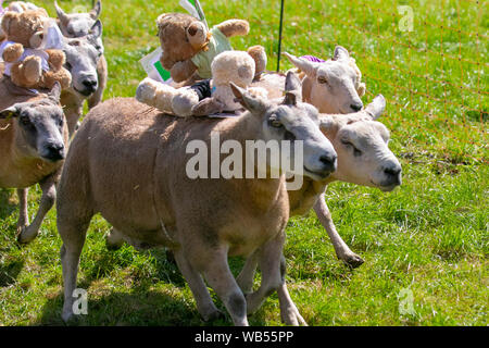 Texeler Schafhürden mit Teddybären-Jockeys & Rennschafen; Weiches Gehen, während die Texeler Schafschafe-Rennen auf der Chipping, Lancashire, Agricultural Show beginnen. Die Wetten wurden als Shear Delight, Cross Breed Charlie, Tasty Kebab und Woolly Jumper platziert, die Spielzeugteddies trugen, Als sie über verschiedene Hindernisse sprangen, um den Hindernisparcours zu absolvieren und eine Belohnung zu gewinnen. Stockfoto