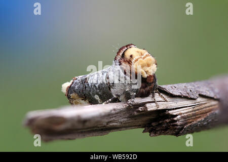 Buff Tip (Phalera bucephala) Motte saß auf Ast getarnt vor bunten Hintergrund Stockfoto