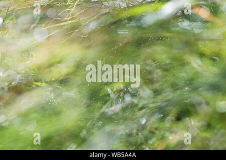 Hohe Auflösung abstract full frame Bokeh natürlichen, grünen Hintergrund im Sommer oder Frühling verwischt. Nasses Heu im Hintergrund sichtbar. Stockfoto