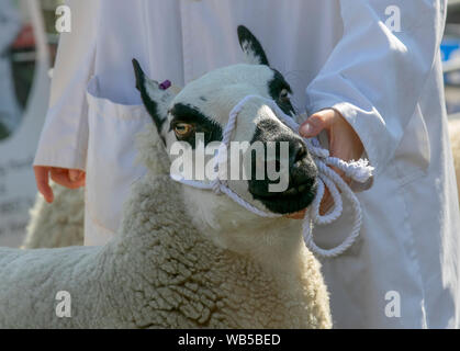 Chipping, Lancashire. UK Wetter. UK Wetter.; heißer Sommertag im Central Lancashire für die Splitterung Landwirtschaft zeigen, wie Masham Schafe unter den Richtern Auge kommen. Credit: MWI/AlamyLiveNews Stockfoto