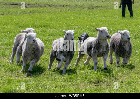 Chipping, Lancashire. Wetter in Großbritannien. Wetter in Großbritannien.; heißer Sommertag im Zentrum von Lancashire für Chipping Agrarshow. Herdwick Sheep; Hausschafe aus dem Lake District von Cumbria, die von Schafhunden gezüchtet werden. Eine Bauerndemo auf der Chipping Show. Stockfoto