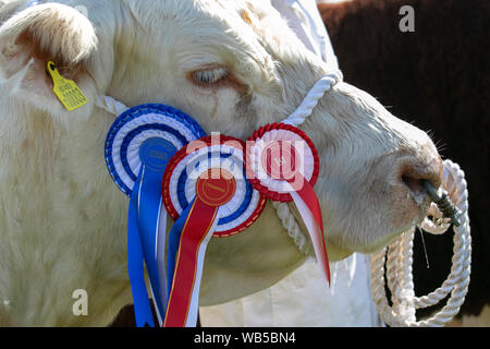 Charolais Preisträgerbulle eine Rasse von Taurinrindrindern mit Siegerrosette, Tier, Auszeichnung, Rosette, Band, Wettbewerb, Gewinner, Show, Kopf, Geschirr, Reinrassig, Erfolg, Abzeichen, Gewinn, Gewinner, Seitenansicht der Kopfaufnahme einer preisgekrönten Rinderkuh mit Rosettenbändern auf der Chipping Agricultural Show 2019 Stockfoto