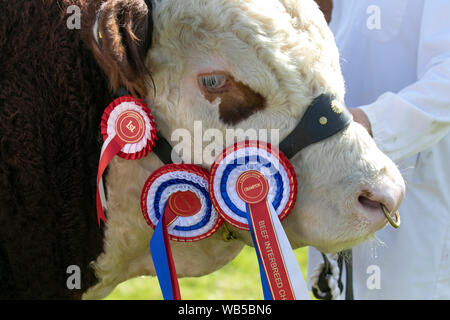 Ayrshire Bulls ist der höchste Champion. Eine Rasse von Taurin Rindfleisch Rinder mit Gewinner Rosette. Tier, Auszeichnung, Rosette, Band, Wettbewerb, Sieger, Show, Kopf, Harness, reinrassig, Erfolg, Abzeichen, Gewinn, Gewinner, Seitenansicht Kopfschuss einer preisgekrönten Rinderkuh mit Rosettenbändern. Stockfoto