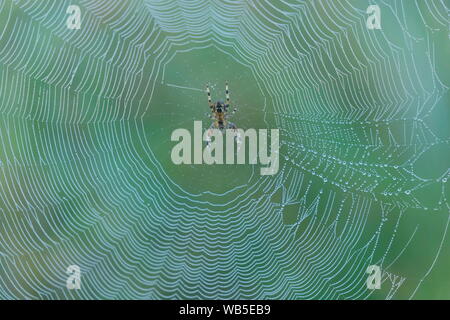 Eine Spinne auf einem Tau cobweb Stockfoto