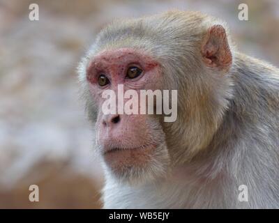 Eine indische Rhesus macaque Affen in Rajasthan Stockfoto