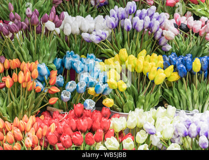 Mehrfarbige Tulpen mit Stängel, isoliert Stockfoto