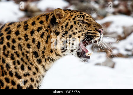 Die Amur Leopard ist ein Leopard Unterarten von SE NE Russland und China. Es ist vom Aussterben bedroht, seit 1996 mit 70 Erwachsenen in der wilden Links. Stockfoto