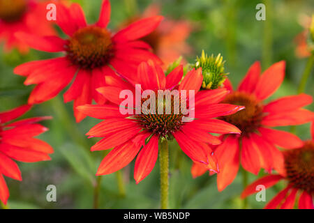 Echinacea Sombrero Adobe Orange-coneflower - Nahaufnahme von Blumen im Garten Grenze Stockfoto
